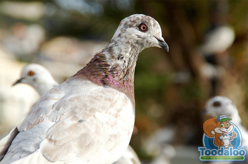 Pigeon Removal Humane Pigeon Removal in Canada