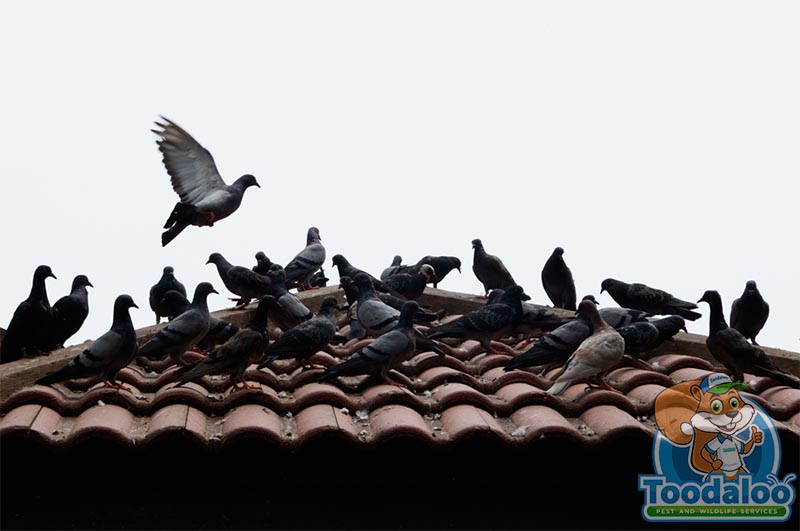 Pigeon Removal Humane Pigeon Removal in Canada