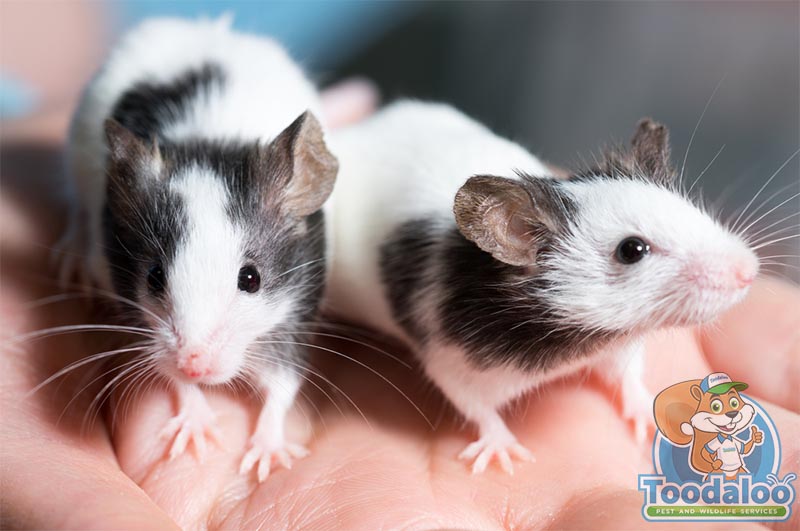  rat removal 5