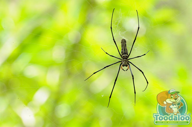  spider removal 4