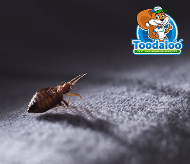 bed bug removal