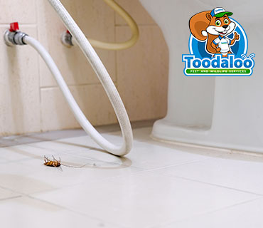 Toodaloo Pest Control photo 5