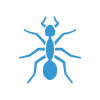 carpenter ant removal