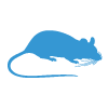 mouse removal