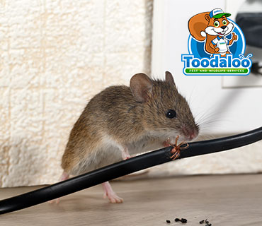 Toodaloo Pest Control photo 4
