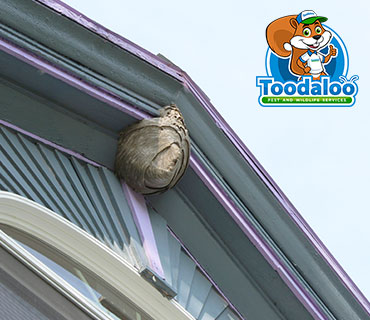 Toodaloo Pest Control photo 3