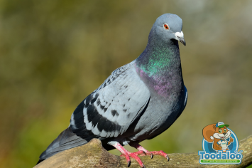 Prepping For Pigeons