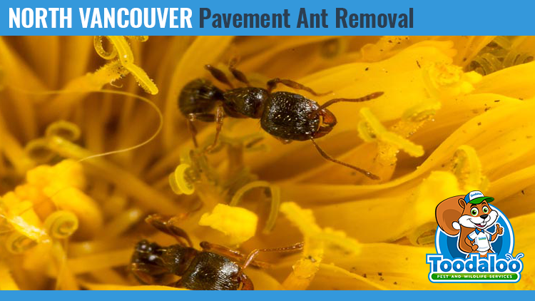 north vancouver pavement ant removal