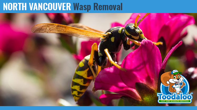 north vancouver wasp removal