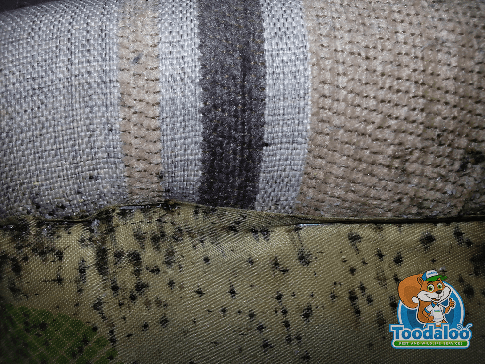 Banishing Bed Bugs