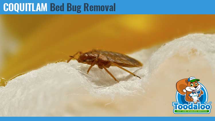 coquitlam bed bug removal