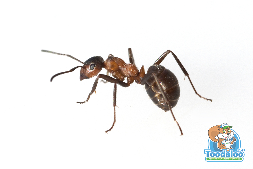 Axing Ants