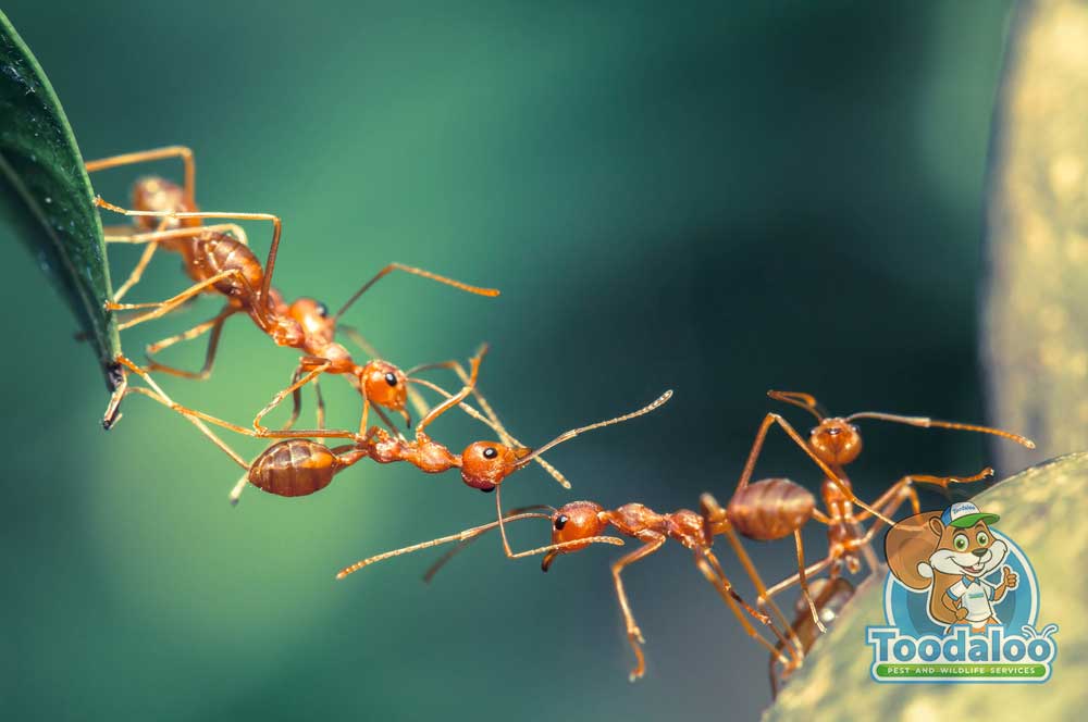 Contending With Carpenter Ants