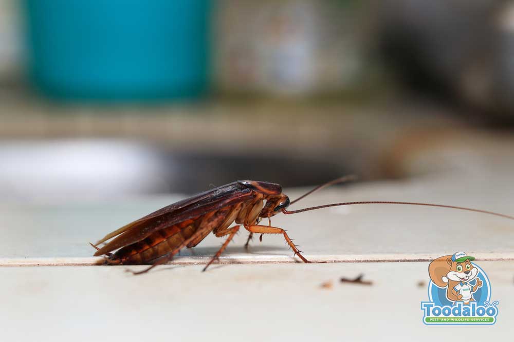 Getting Rid of Roaches