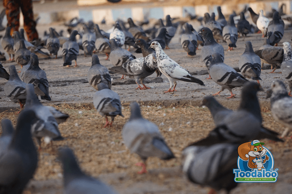 Preventing Pigeon Infestations