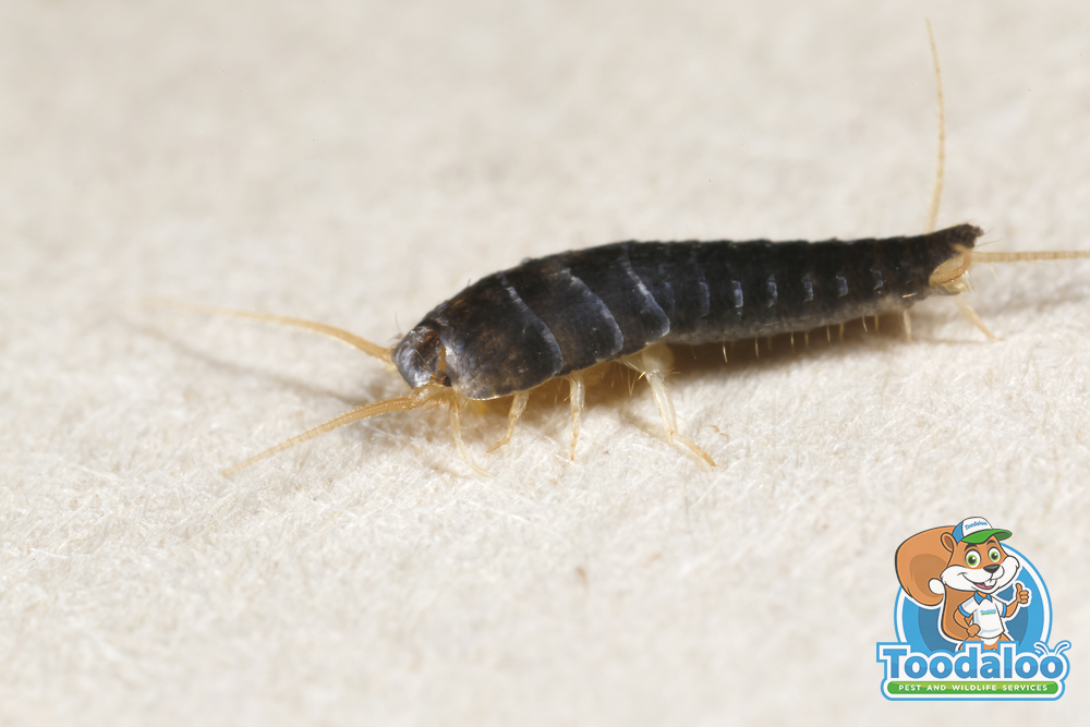 Common Pests in Communal Living Spaces