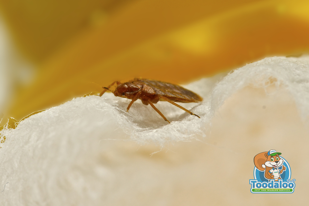 Bid Farewell to Bed Bugs