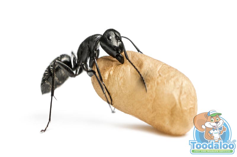Cutting Out Carpenter Ants