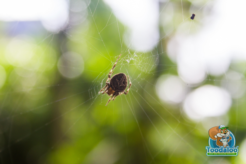 Taking Aim at Arachnids