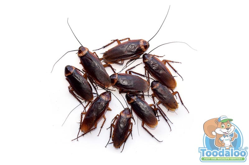 Kickin’ Out Cockroaches