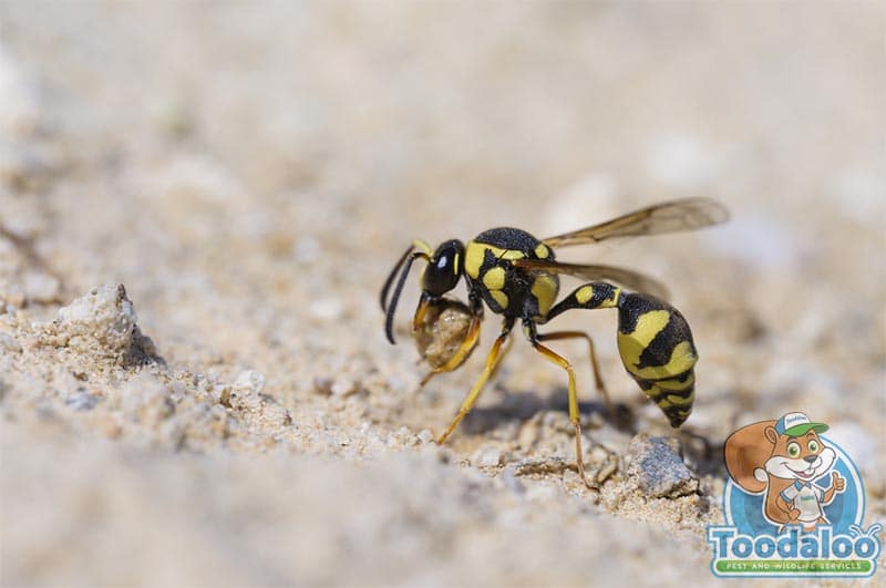 Readying Yourself For Wasps