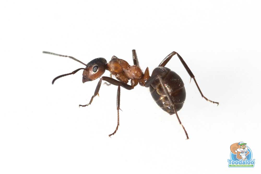 How to Bug-Proof Your Home