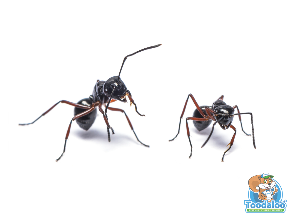 Invasion, Inspection, Eradication